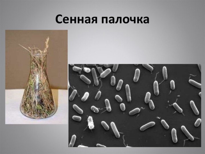 Строение бактерии сенной палочки