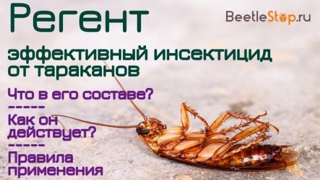 «Регент» от тараканов: отзывы, инструкция по применению и эффективность