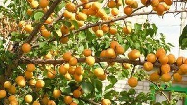 Лучшие сорта абрикос для выращивания в Подмосковье