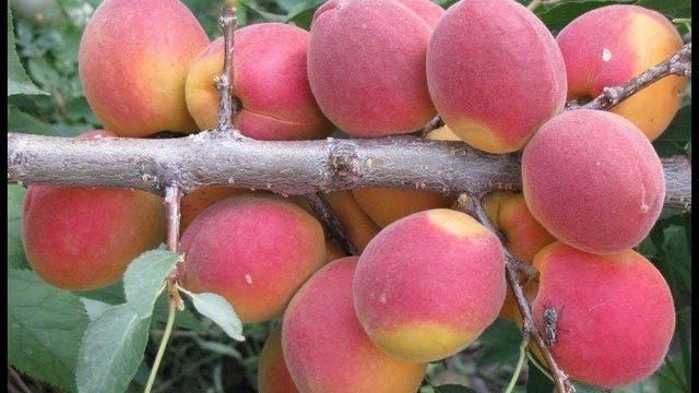 Описание и опылители абрикоса сорта Саратовский Рубин, посадка и уход