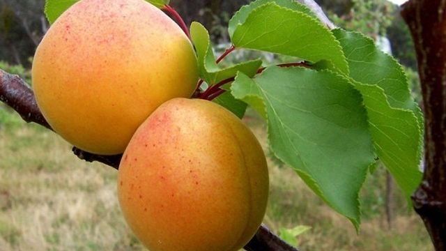 Описание и технология выращивания абрикоса сорта Царский