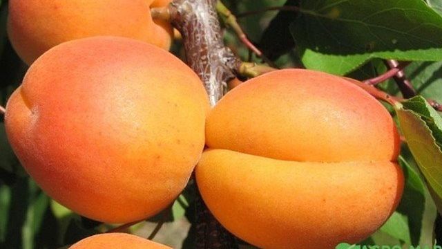 Посадка и уход за колоновидными абрикосами
