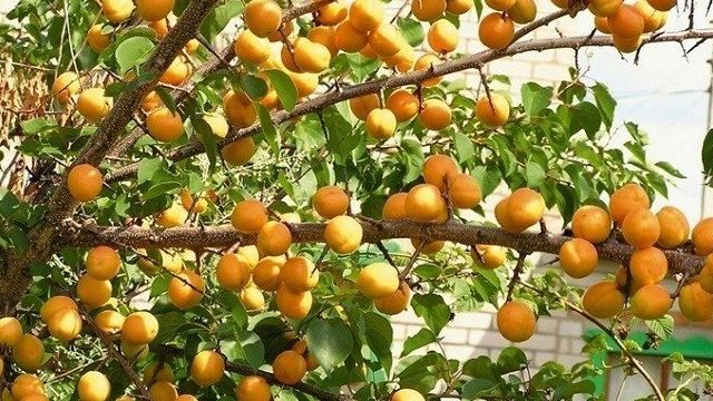 Прививка абрикоса — зачем, какие есть способы