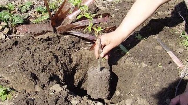 Как посадить грушу весной и осенью