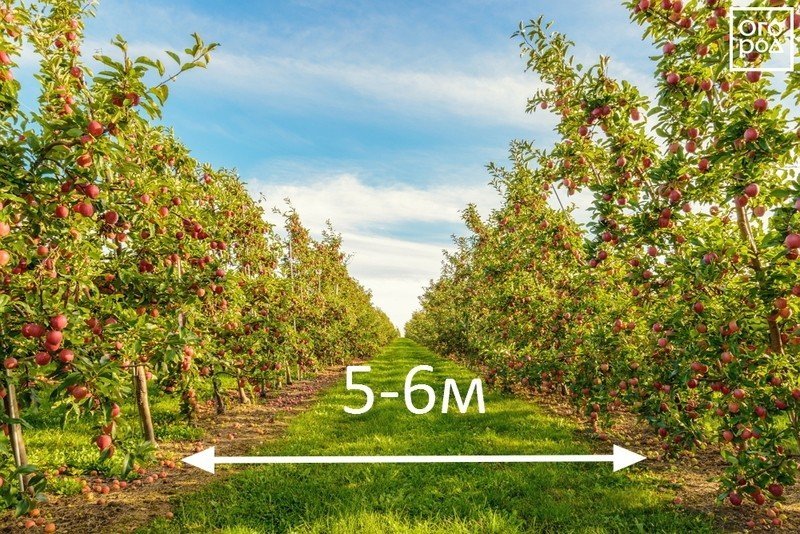Расстояние между плодовыми деревьями
