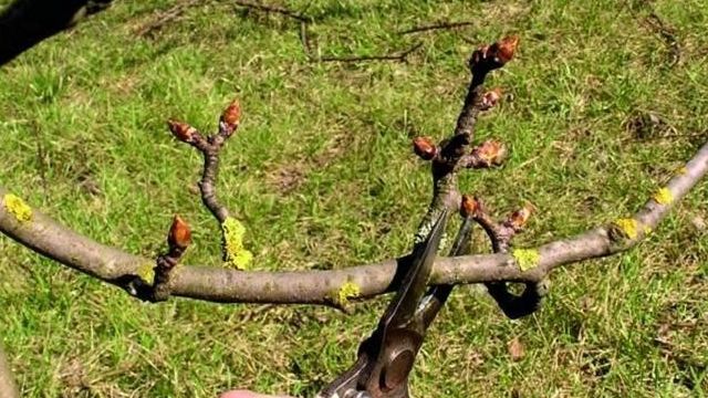 На груше мелкие плоды: почему, что делать с деревом
