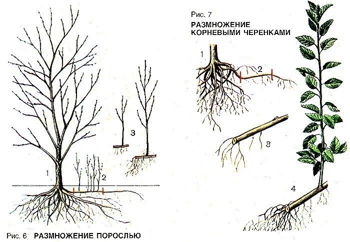 Вегетативное размножение корневыми черенками