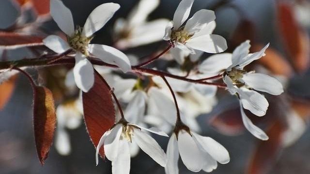 Сливово-вишневые гибриды как оптимальное решение для дачных участков