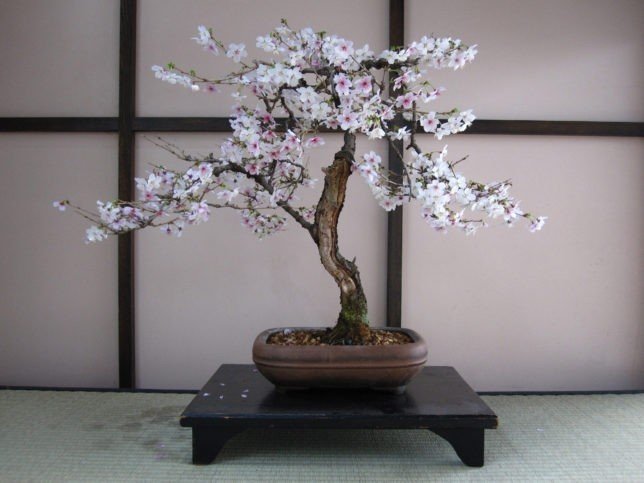 Сакура бисерные деревья бонсай