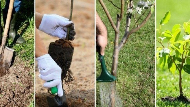 Посадка вишни осенью: когда и как посадить, пошаговая инструкция