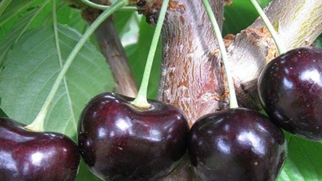 Сорт вишни «Шоколадница» — фото, описание, отзывы дачников