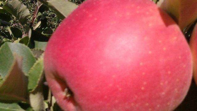 Чемпион – урожайный сорт яблони чешской селекции