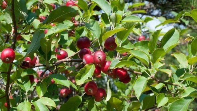 Как выполняется прививка яблони на рябину, советы агрономов