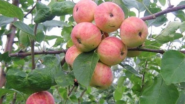 Уралец — идеальный осенний сорт яблони для любого сада