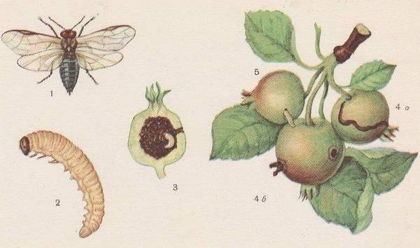 Яблоневый плодовый пилильщик