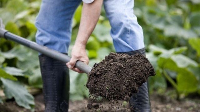 Подготовка почвы: как подготовить ее к посеву семян? Как проводят рыхление для посадки культур весной? Как происходит подготовка под цветники