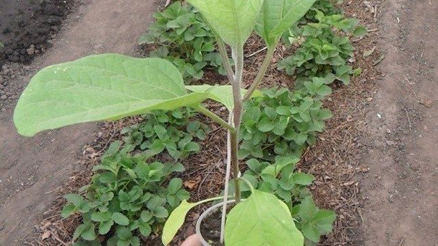 Секреты выращивания и ухода баклажанов в открытом грунте