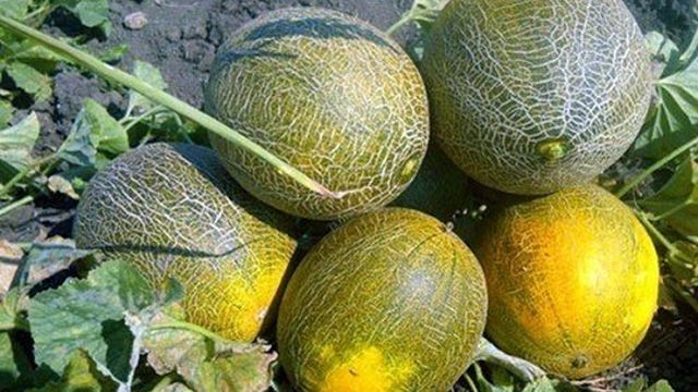 Дыня туркменка: выращивание и уход за сортом