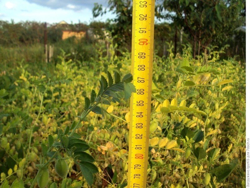 Высота растений в августе 2017 года