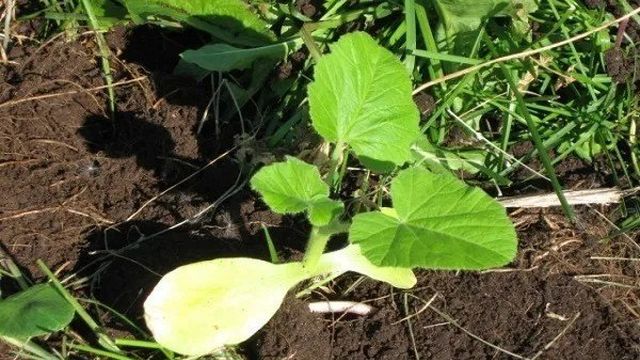Описание сорта кабачка Грибовский, особенности выращивания и урожайность