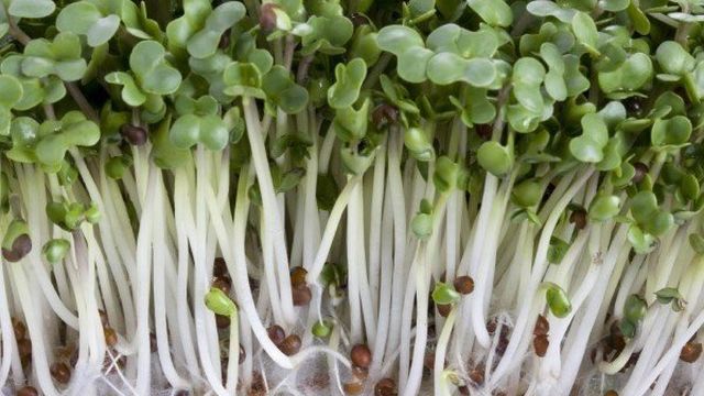 Советы по выращиванию капусты брокколи