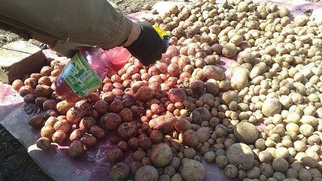 Как правильно и безопасно обработать картофель «Престижем» перед посадкой