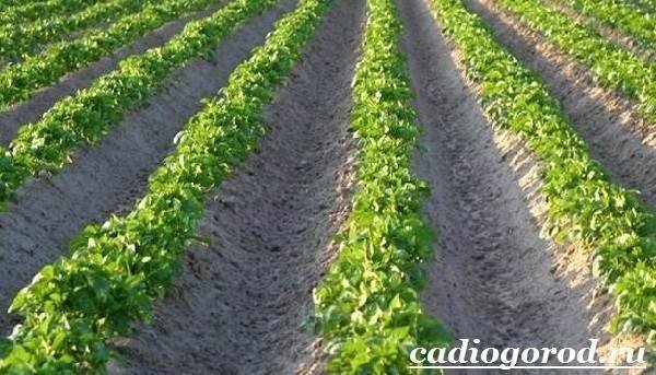 Голландская технология возделывания картофеля