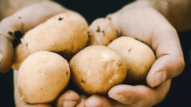 Как сажать картошку: простые правила для отличного урожая