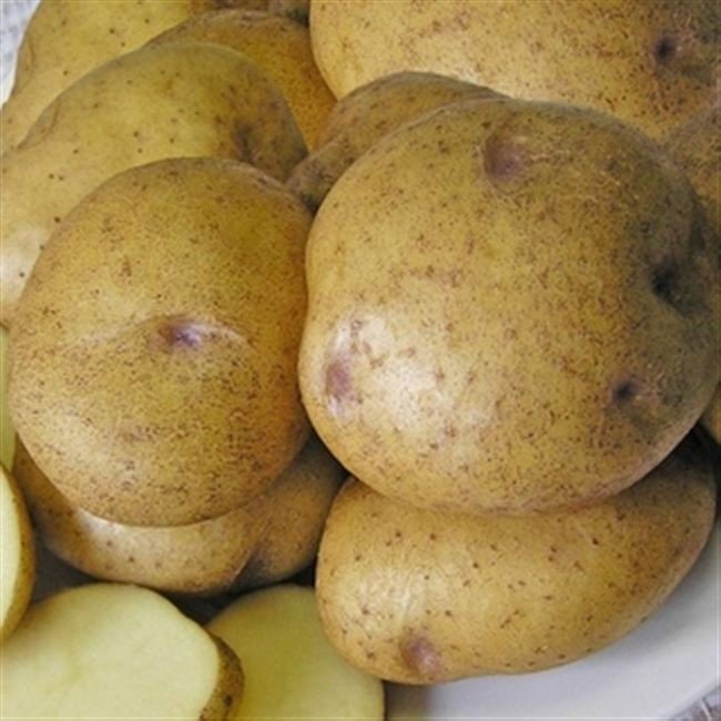 Картофель семенной синеглазка