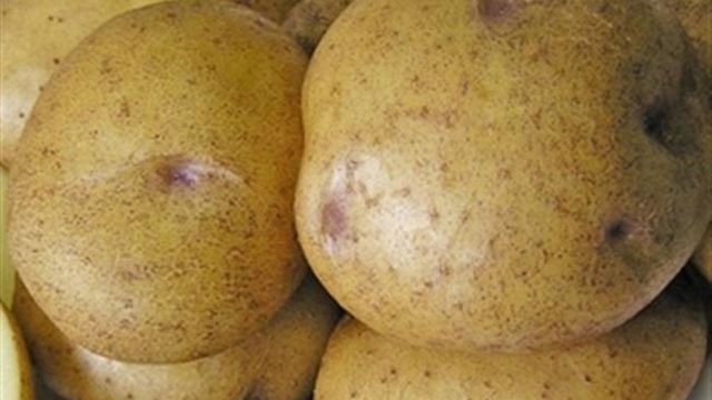 Картофель «Синеглазка»: описание сорта, фото и характеристики корнеплода картошки Русский фермер
