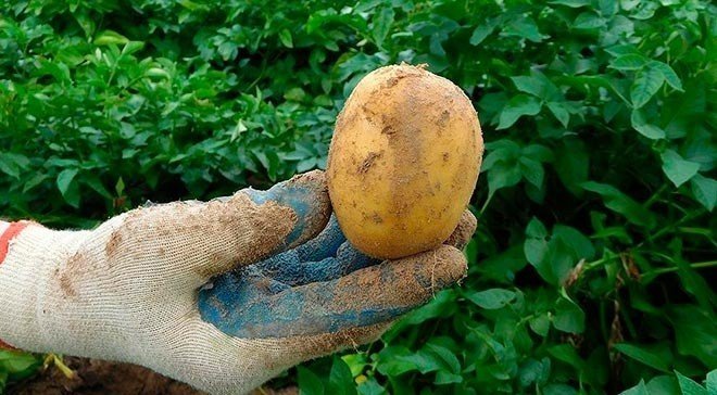 Плод похожий на картофель
