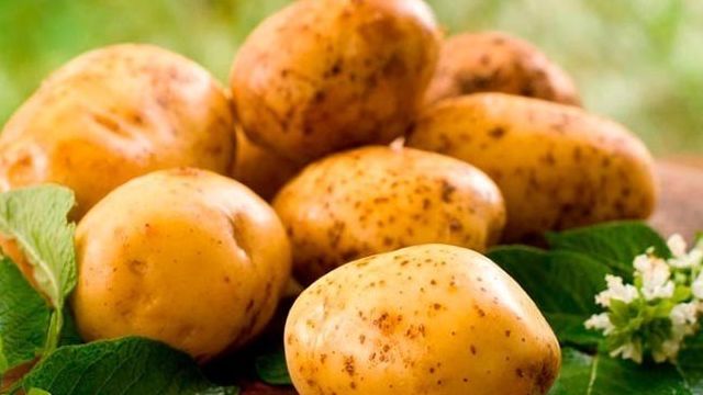 Картофель Зекура – немецкое качество