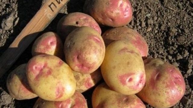 Описание и характеристика сорта картофеля “Пикассо”