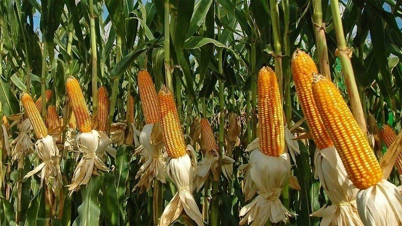 Лучшие сорта семян кукурузы