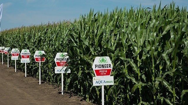 Семена кукурузы Пионер: лучшие сорта, гибриды и их характеристики, правила выбора и расценки