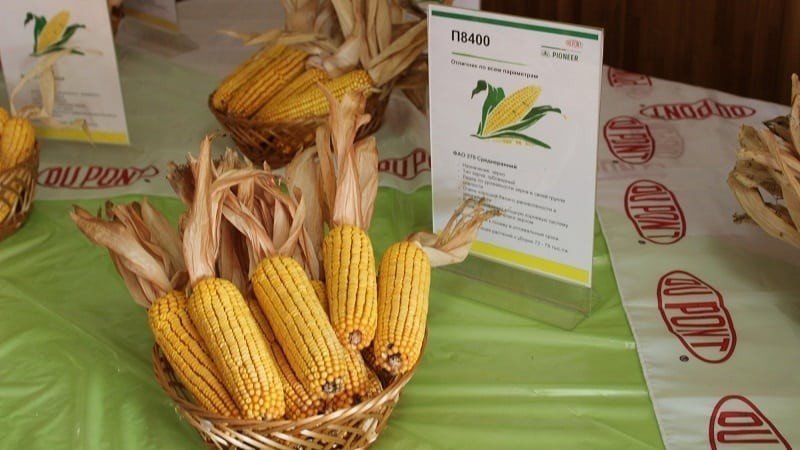 Сухой початок кукурузы