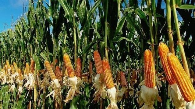 Описание и характеристики самых урожайных сортов и гибридов кукурузы