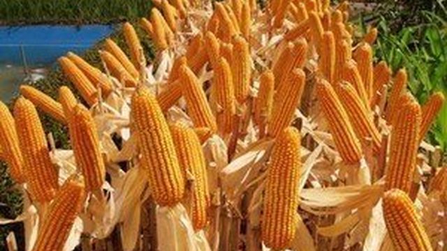 Посадка кукурузы в период весны и принципы ухода за ней
