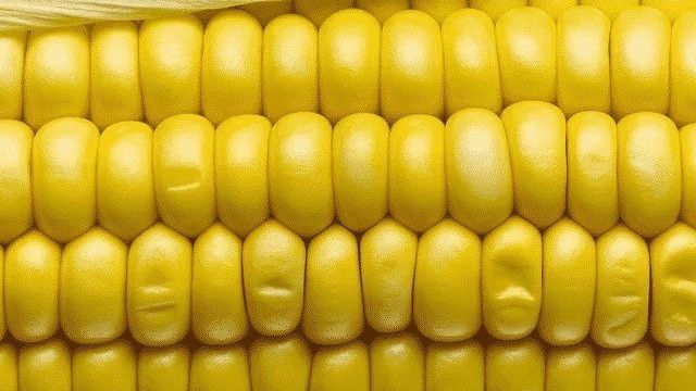 Кукуруза Бондюэль: характеристика и описание сорта, его преимущества и недостатки, особенности выращивания и применения