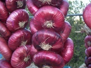 Как получить хороший урожай ялтинского лука?
