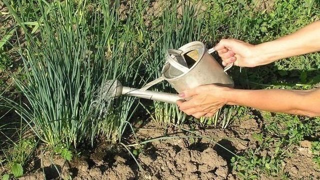 Как правильно поливать лук