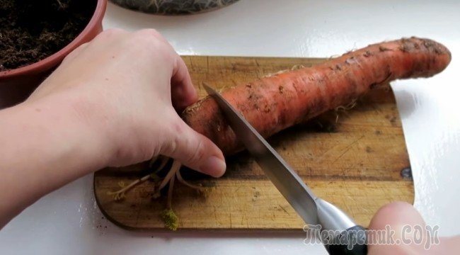 Наросты на моркови