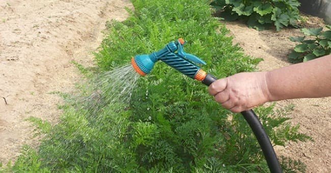 Правильный полив моркови в открытом грунте