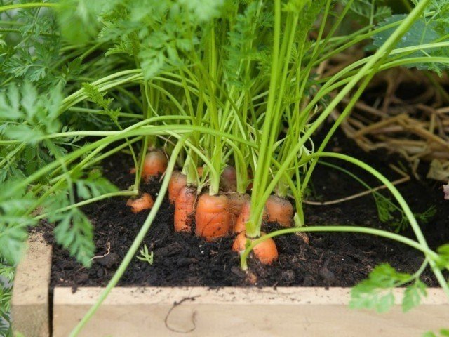 Морковка на грядке
