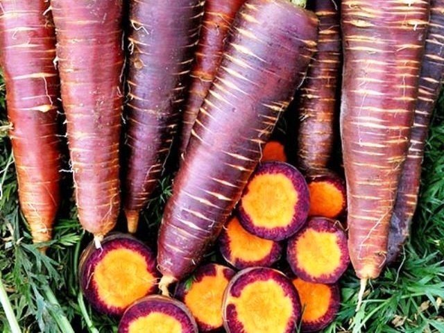 Морковь фиолетовая королева