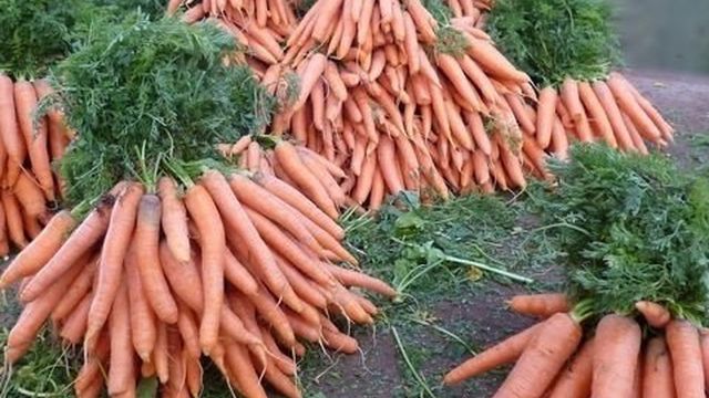 Когда убирать морковь с грядки на хранение