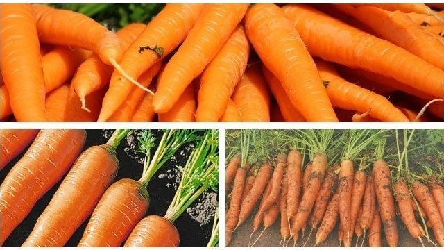 Полная характеристика и особенности выращивания моркови сорта «Лосиноостровская 13»