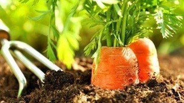 Посев морковки: когда лучше сеять морковь, подготовка семян, уход