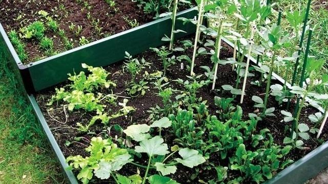 Смешанные посадки овощей