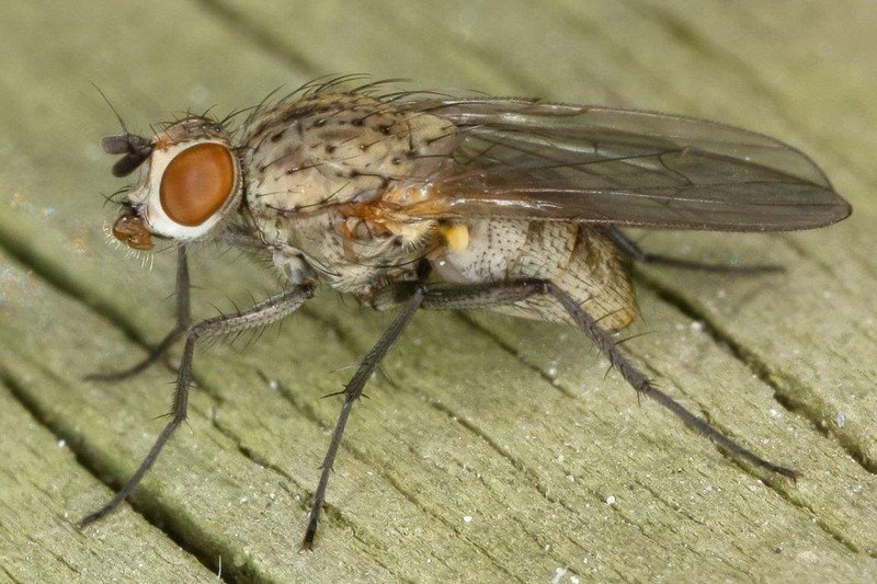 Луковая муха личинки